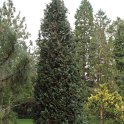 Chamaecyparis lawsoniana 'Columnaris Glauca'